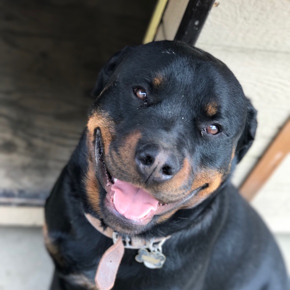 Meet your Posher, Adolfo - Picture 1 of 1